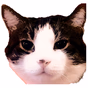 Kmeo The Meow logo