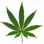 Ambiance Reggae logo