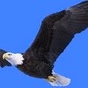 Eagle Country Radio logo