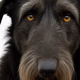 Black Irish Dog Logo