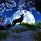 WDRS The WOLF Logo